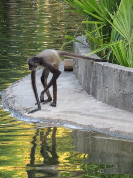 Spider monkey, Acapulco, Mexico