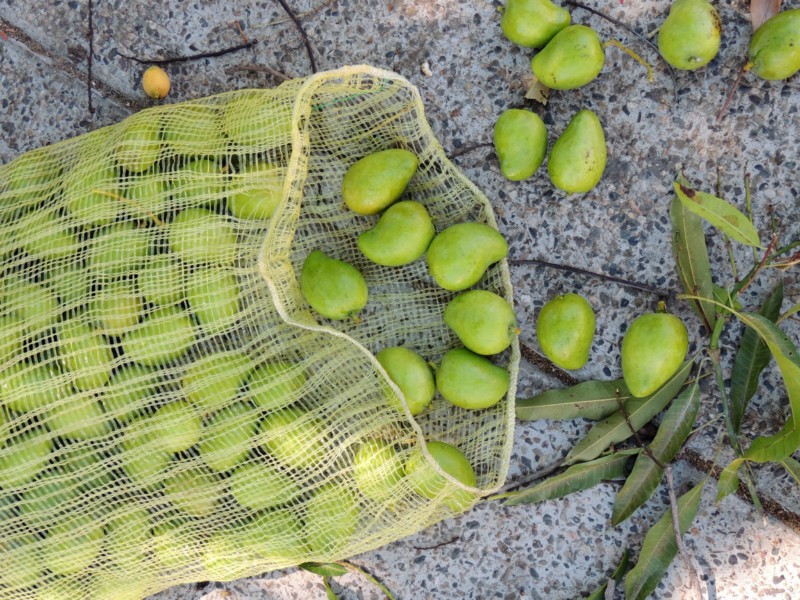Avocado is nothing special in Mexico, Acapulco, Mexico