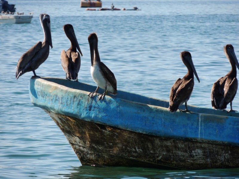 Pelicans waiting for food, Acapulco, Mexico