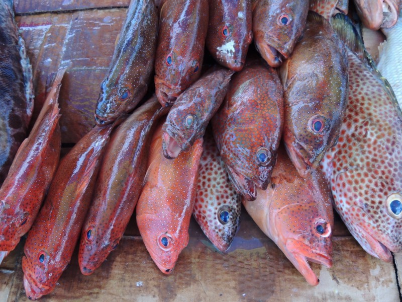 Fish of the first freshness, Belize City, Belize