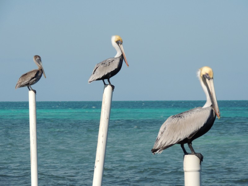 Three Duffles, Caye Caulker San Pedro, Belize