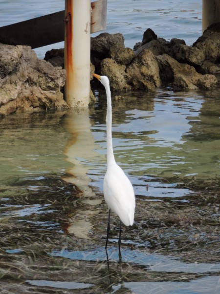Where have all the fish gone ?, Caye Caulker San Pedro, Belize