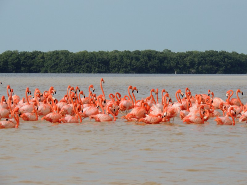 Flamingos, Celestun Reserve, Mexico