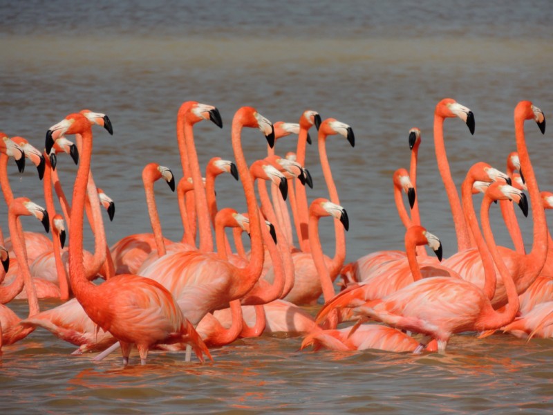 More flamingos, Celestun Reserve, Mexico