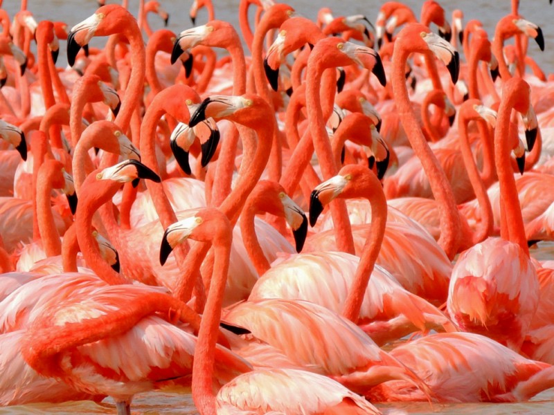 Lots of flamingos, Celestun Reserve, Mexico