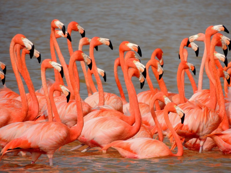 In search of a new feeding ground, Celestun Reserve, Mexico