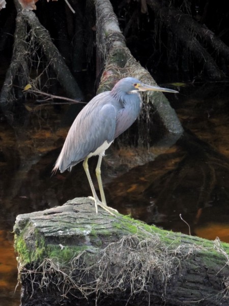 Great blue heron, Celestun Reserve, Mexico