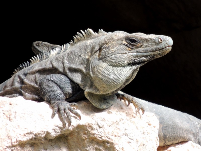 Iguana, Chichen Itza, Mexico