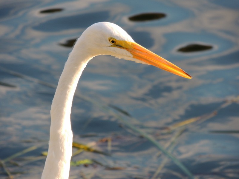 I'm pretty !, Flores Island, Guatemala