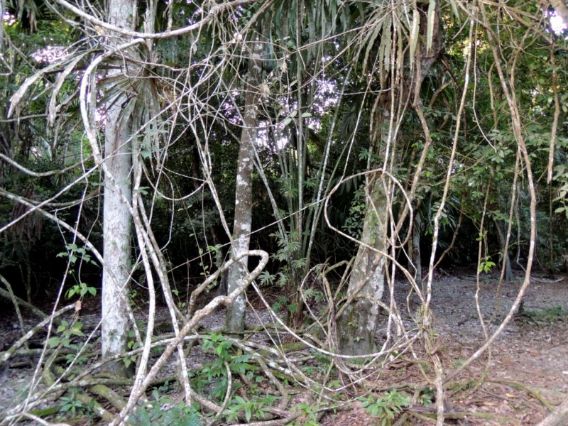 Jungle, Tikal, Guatemala