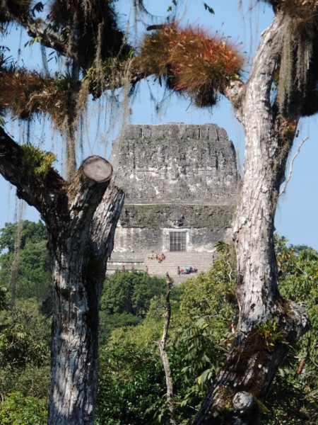 Temple III emerging above the treetops, Tikal, Guatemala