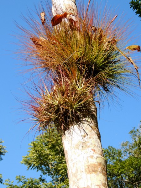 Parasite plant, Tikal, Guatemala