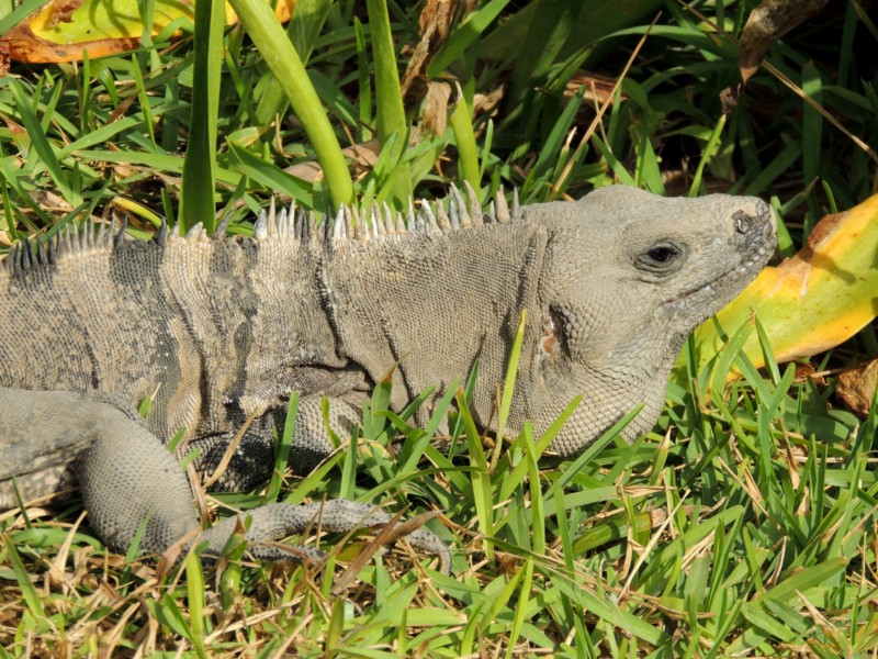 Siesta, Tulum, Mexico