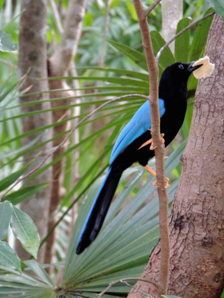 Yucatan jay, Tulum, Mexico