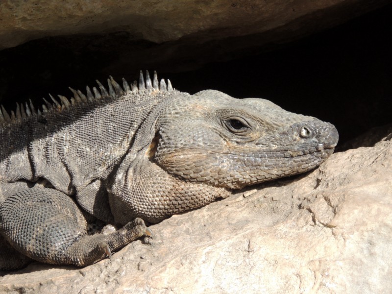 Iguana self portrait, Tulum, Mexico