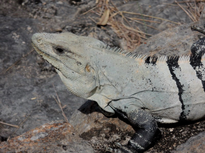 Always vigilant, Uxmal, Mexico
